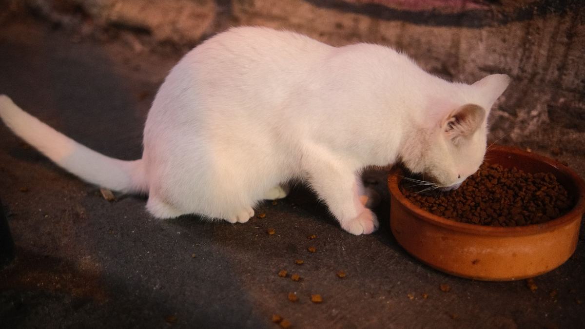 Rekomendasi Makanan Kucing Terbaik: 5 Pilihan Bernutrisi untuk Semua Usia dan Anggaran