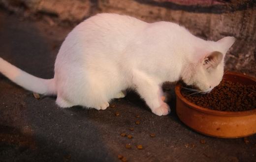 Rekomendasi Makanan Kucing Terbaik: 5 Pilihan Bernutrisi untuk Semua Usia dan Anggaran