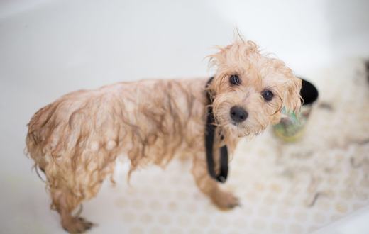 Rekomendasi Perawatan Anjing Terbaik: 5 Produk Grooming yang Layak Kamu Beli