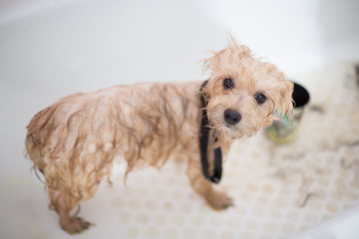Rekomendasi Perawatan Anjing Terbaik: 5 Produk Grooming yang Layak Kamu Beli