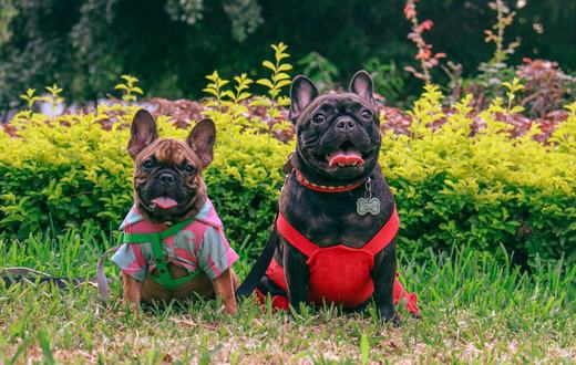 Rekomendasi Produk Anjing Terbaik: 5 Perlengkapan Harian yang Layak Kamu Beli