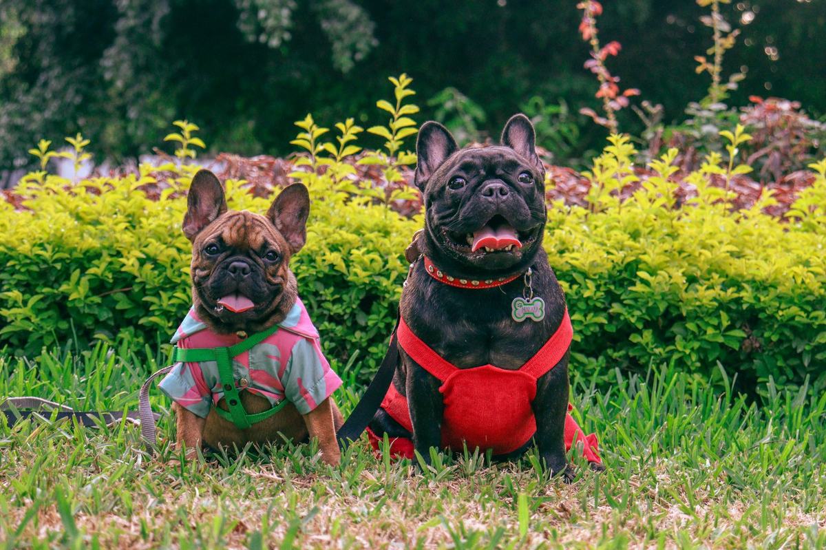 Rekomendasi Produk Anjing Terbaik: 5 Perlengkapan Harian yang Layak Kamu Beli