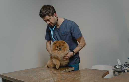 Rekomendasi Produk Kesehatan Anjing Terbaik: 5 Vitamin, Suplemen, dan Pencegahan Parasit
