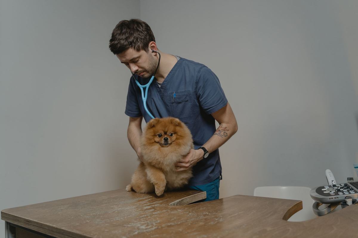 Rekomendasi Produk Kesehatan Anjing Terbaik: 5 Vitamin, Suplemen, dan Pencegahan Parasit