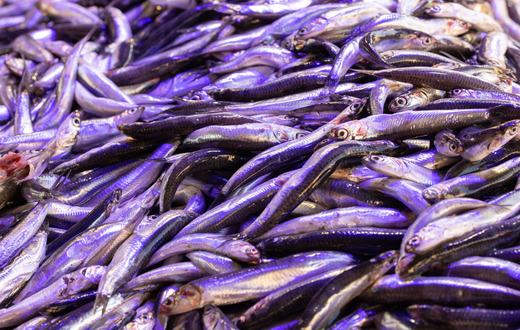 Rekomendasi Produk Kesehatan Ikan Akuarium Terbaik: 5 Obat, Water Treatment, dan Pencegahan Penyakit