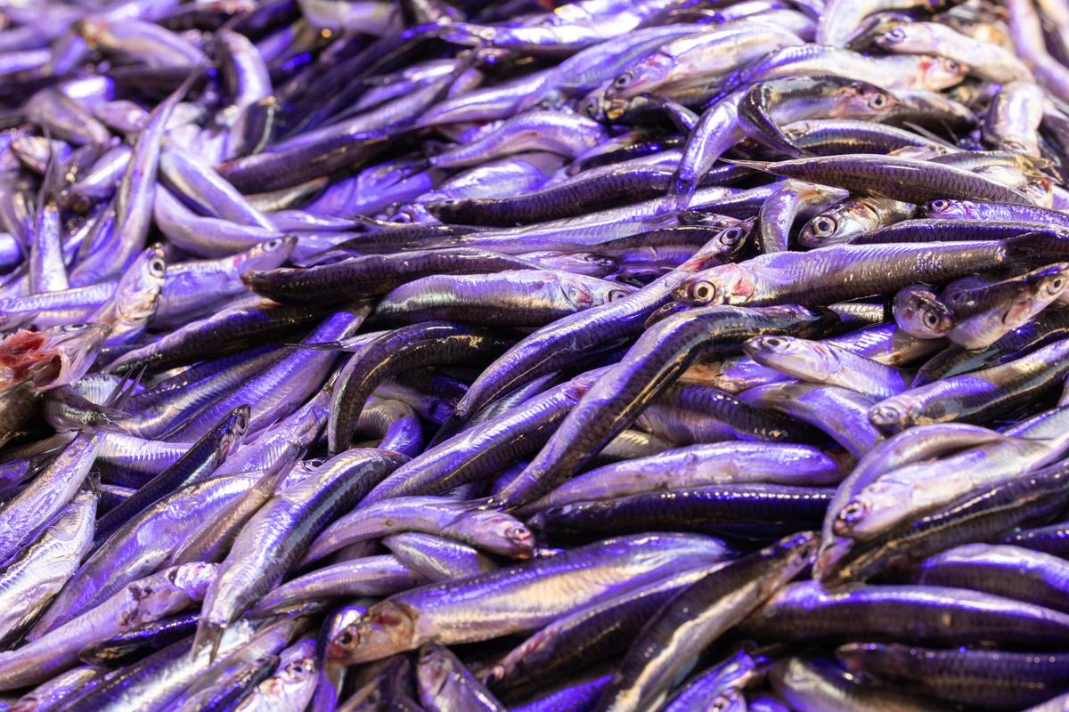 Rekomendasi Produk Kesehatan Ikan Akuarium Terbaik: 5 Obat, Water Treatment, dan Pencegahan Penyakit