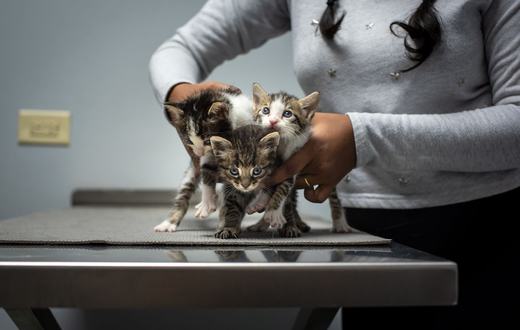 Rekomendasi Produk Kesehatan Kucing Terbaik: 5 Vitamin, Suplemen, dan Pencegahan Parasit