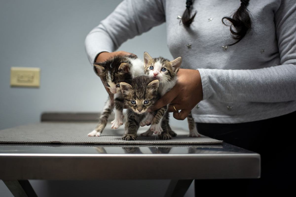Rekomendasi Produk Kesehatan Kucing Terbaik: 5 Vitamin, Suplemen, dan Pencegahan Parasit