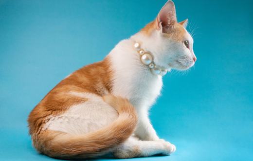 Rekomendasi Produk Kucing Terbaik: 5 Perlengkapan Esensial yang Terpakai Setiap Hari