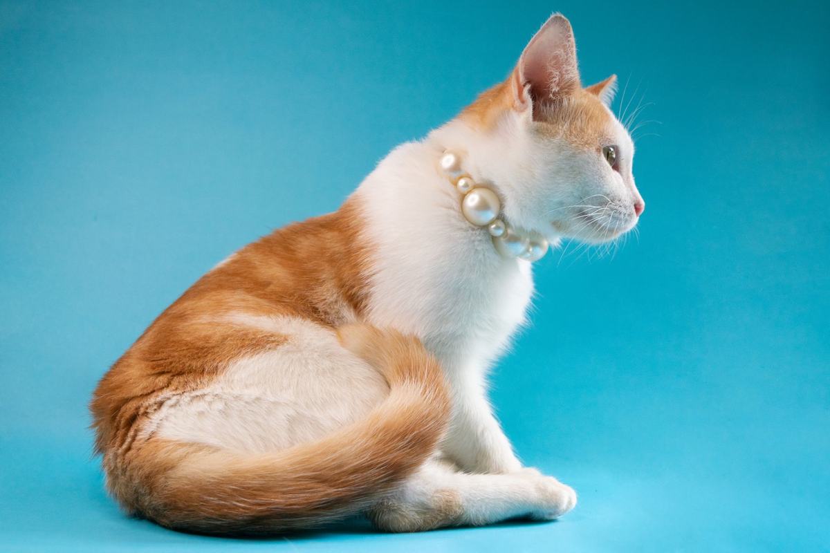 Rekomendasi Produk Kucing Terbaik: 5 Perlengkapan Esensial yang Terpakai Setiap Hari