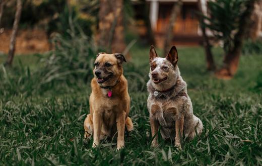 Rekomendasi Ras Anjing Terbaik: 5 Pilihan Populer untuk Dipelihara di Indonesia