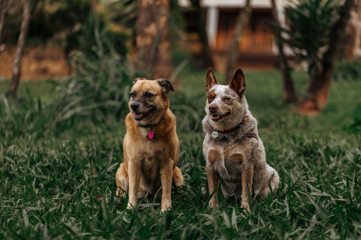 Rekomendasi Ras Anjing Terbaik: 5 Pilihan Populer untuk Dipelihara di Indonesia