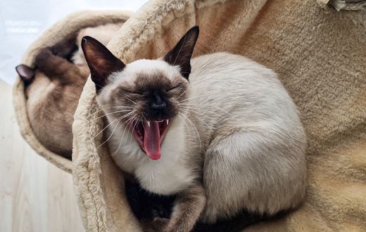 Rekomendasi Ras Kucing Terbaik: 5 Pilihan Populer untuk Dipelihara di Indonesia