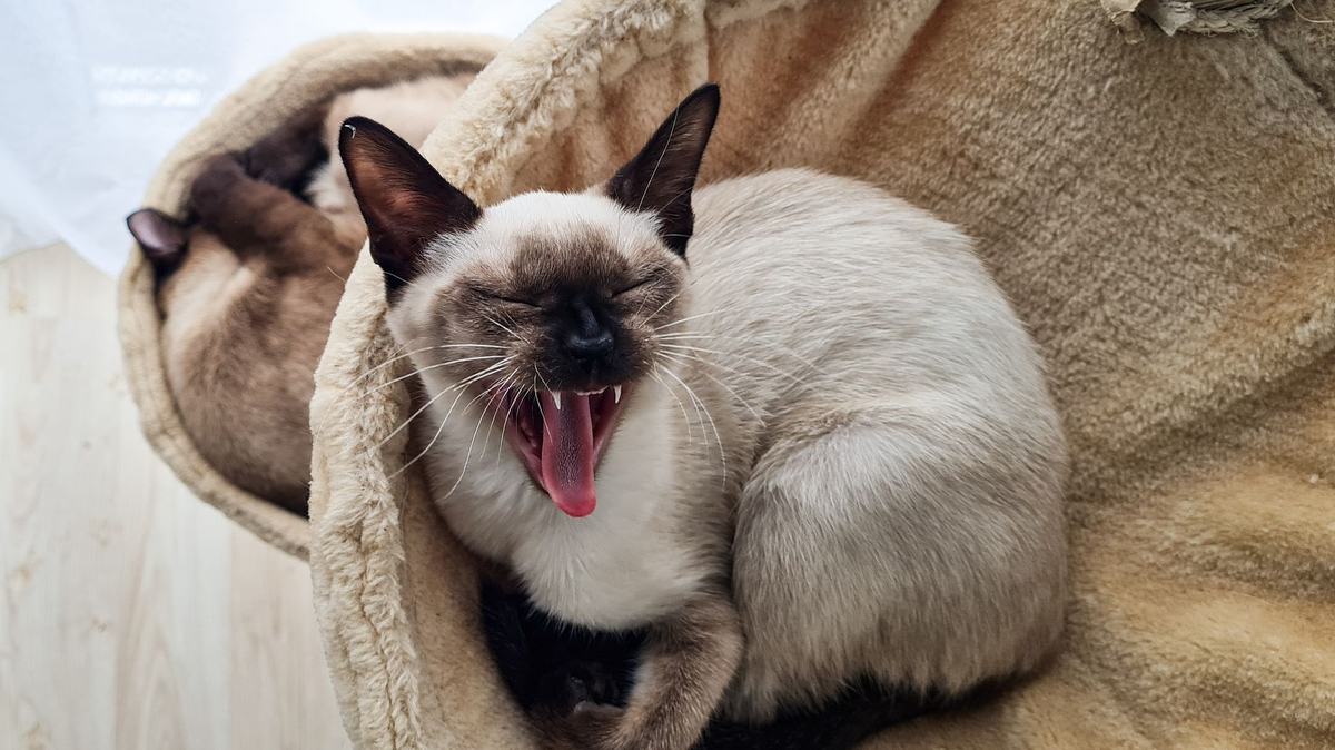 Rekomendasi Ras Kucing Terbaik: 5 Pilihan Populer untuk Dipelihara di Indonesia