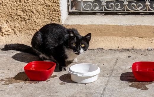 Tempat Makan dan Minum Kucing: Mangkuk, Air Mancur, dan Feeder Otomatis