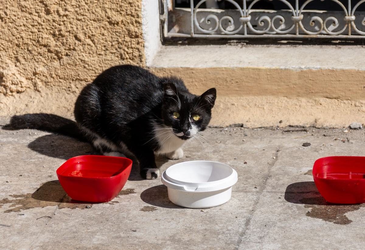 Tempat Makan dan Minum Kucing: Mangkuk, Air Mancur, dan Feeder Otomatis