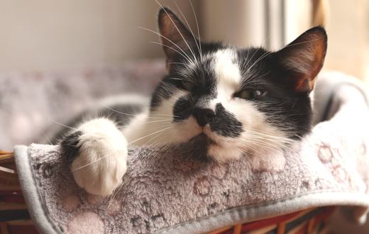 Tempat Tidur Kucing: Cara Memilih yang Nyaman, Sesuai Kebiasaan, dan Mudah Dicuci