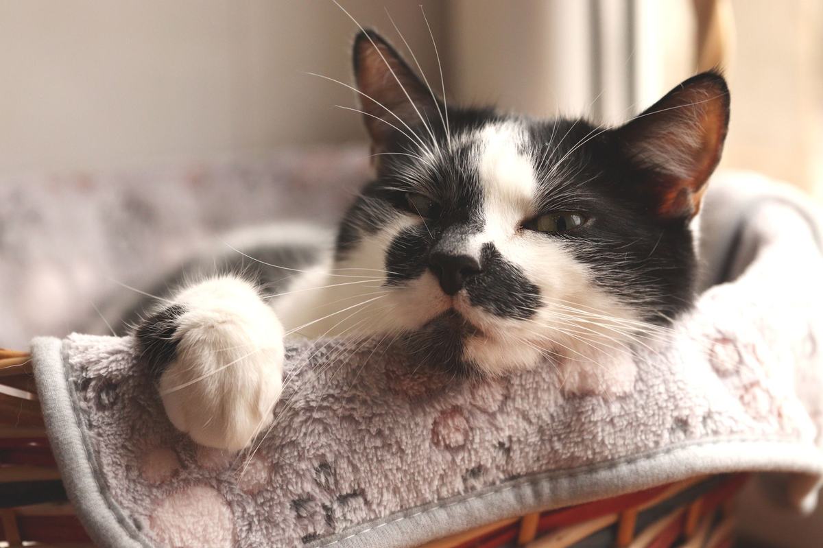 Tempat Tidur Kucing: Cara Memilih yang Nyaman, Sesuai Kebiasaan, dan Mudah Dicuci