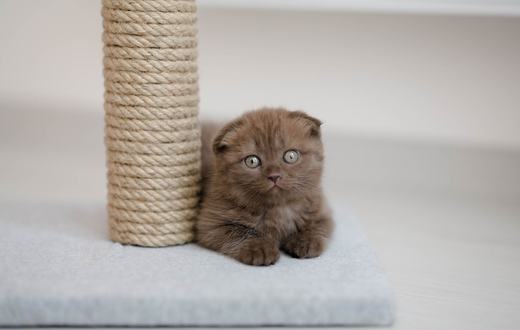Tiang Garukan Kucing: Panduan Memilih yang Kuat, Aman, dan Disukai Kucing