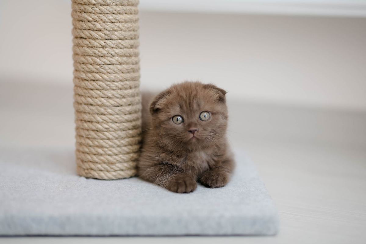 Tiang Garukan Kucing: Panduan Memilih yang Kuat, Aman, dan Disukai Kucing