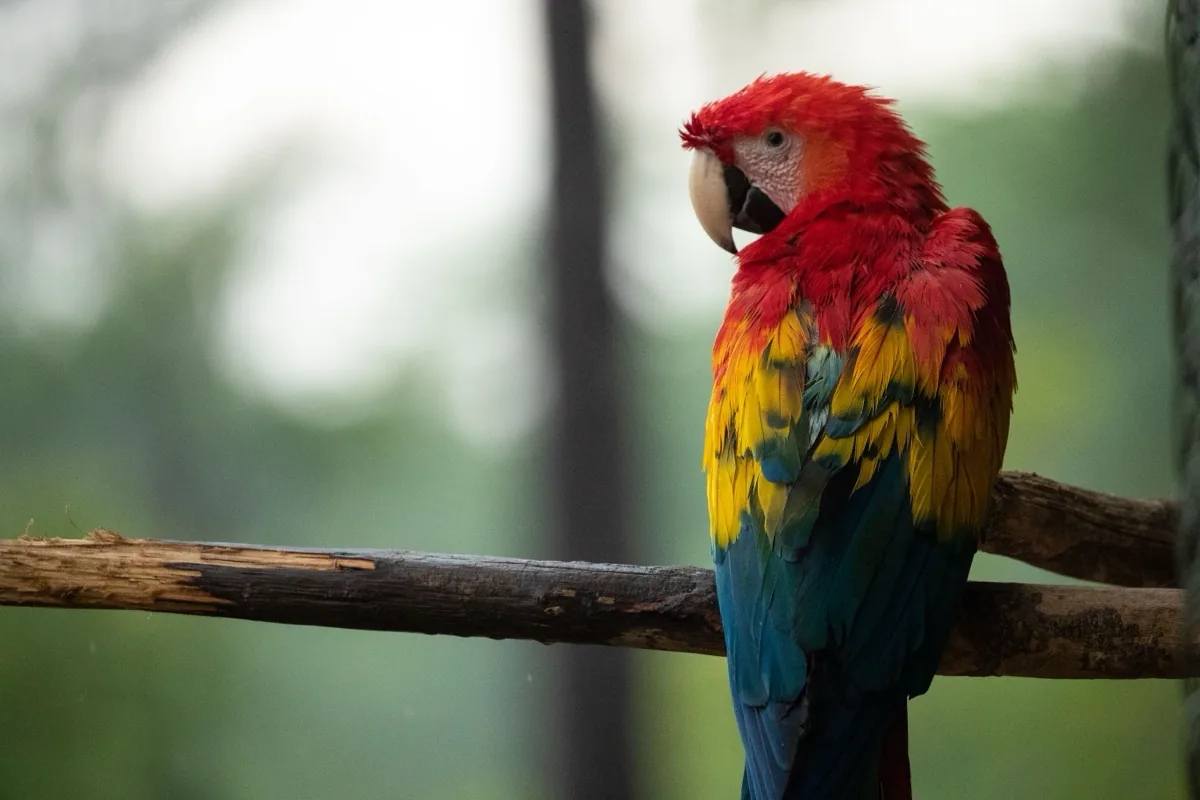 Burung macaw bertengger di dahan