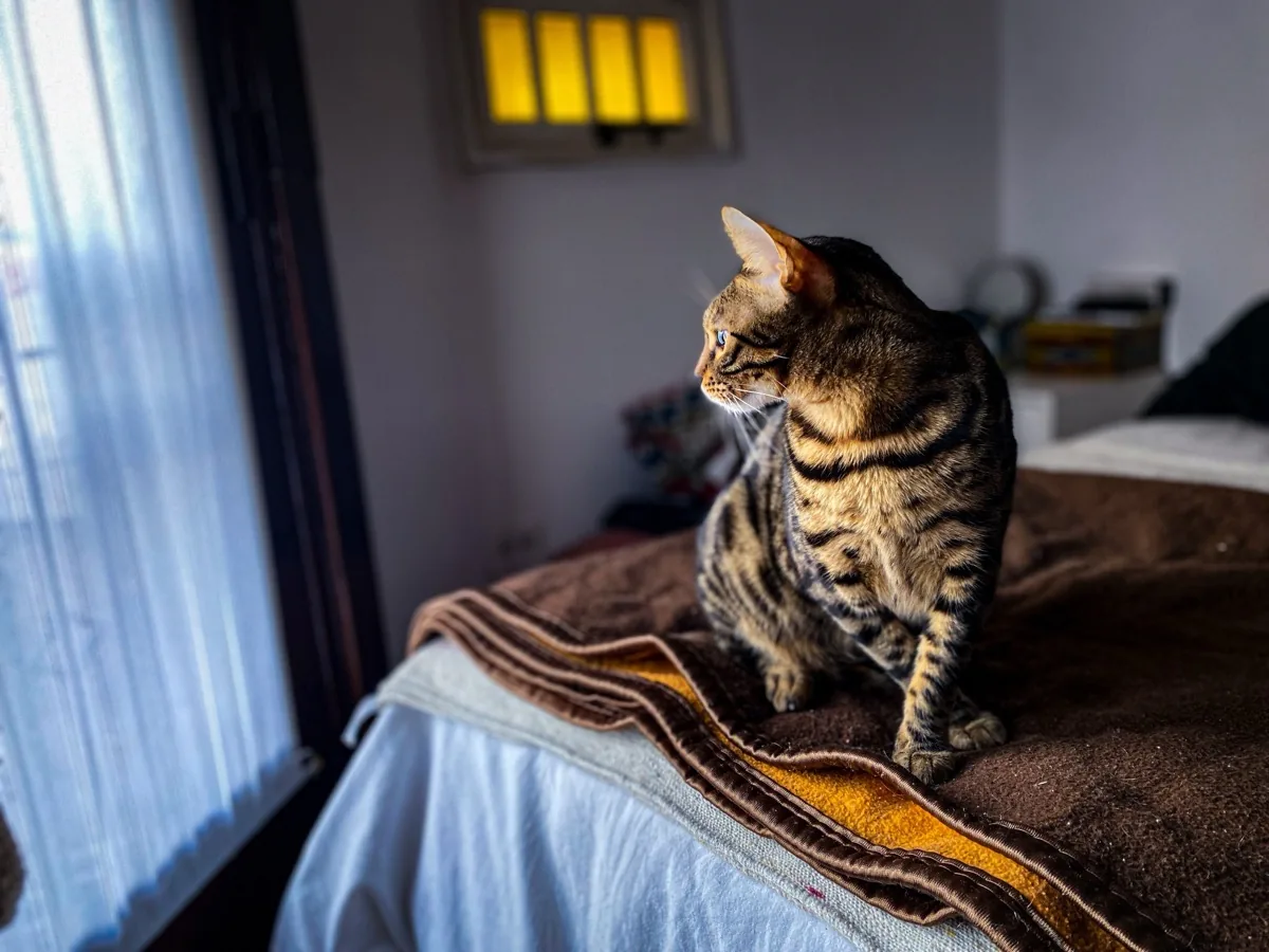 Kucing duduk di tepi jendela dengan cahaya hangat