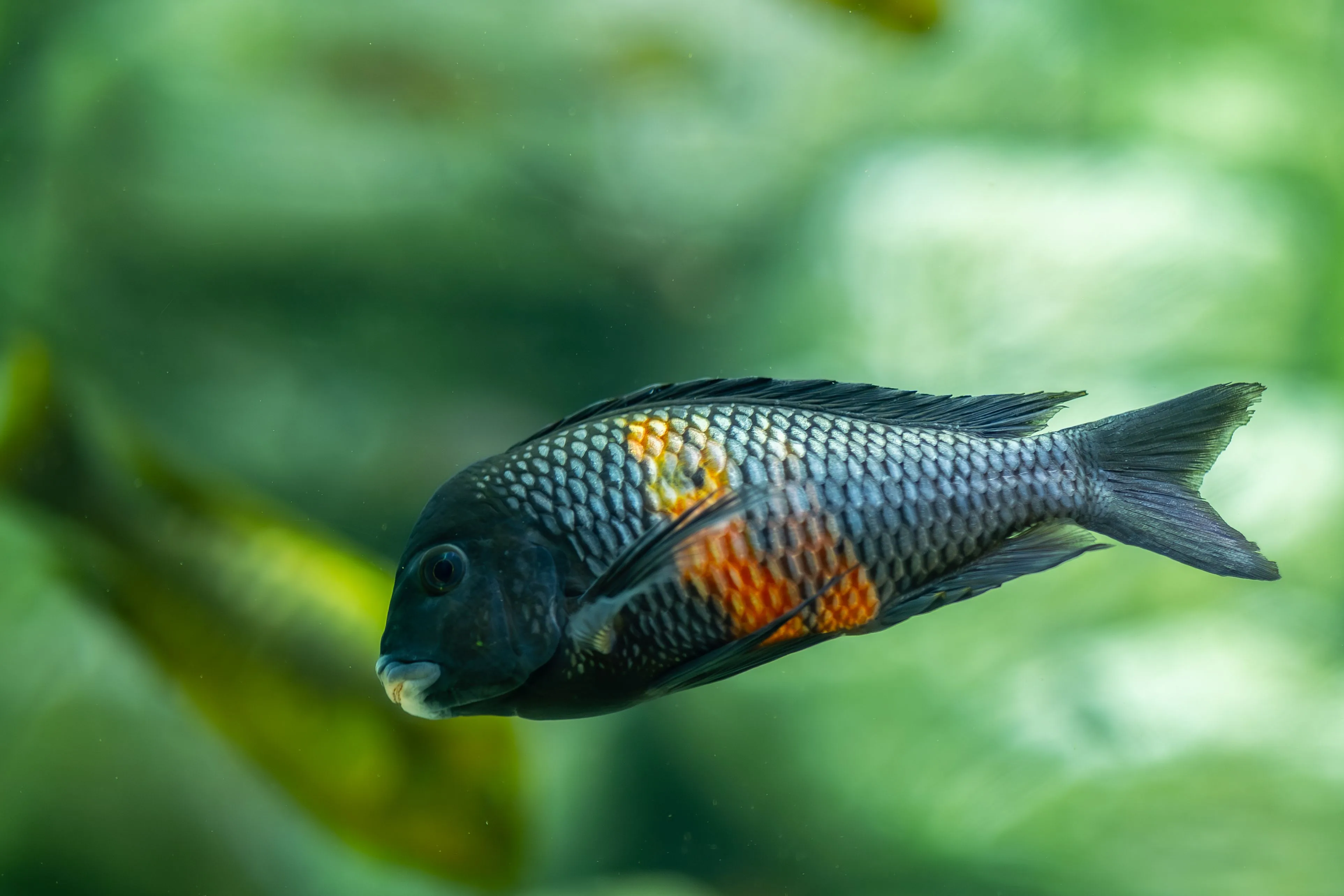 Ikan hias berwarna-warni di dalam akuarium