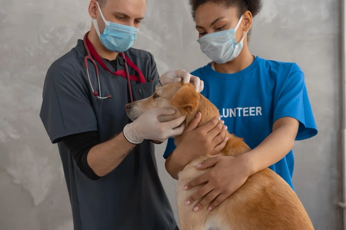 Dokter hewan dan relawan memeriksa anjing